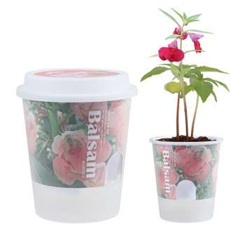 그로우톡톡 저면관수 미니화분-봉선화(인쇄상품)